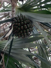 Pandanus utilis