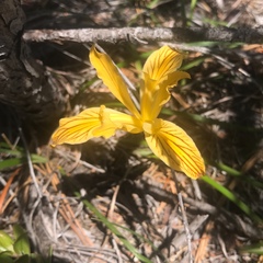 Iris innominata