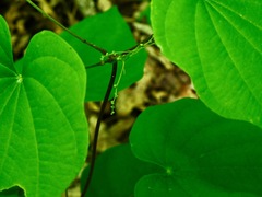 Dioscorea quaternata