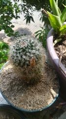 Mammillaria voburnensis