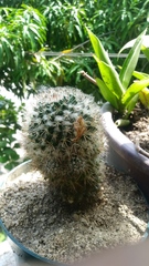 Mammillaria voburnensis