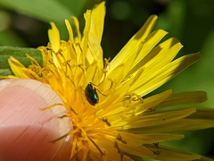 Lebia viridis