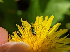 Lebia viridis