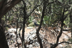 Aphelocoma wollweberi