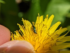 Lebia viridis