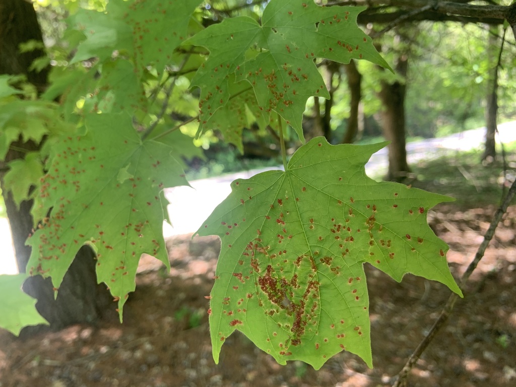 Maple Spindle Gall Mite from Rutledge Rd, Charleston, WV, US on May 11
