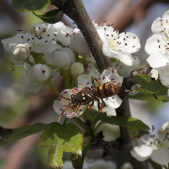 Nomada goodeniana
