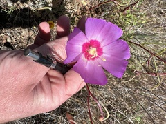 Clarkia gracilis tracyi