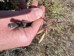 Clarkia gracilis tracyi