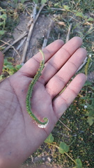 Heliotropium indicum