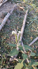 Heliotropium indicum