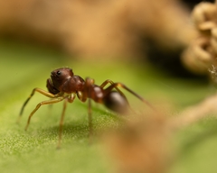 Synemosyna formica