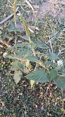 Heliotropium indicum