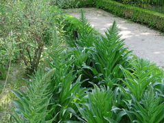 Echium boissieri