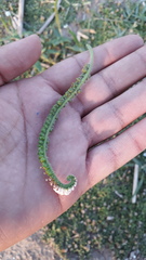 Heliotropium indicum