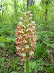 Orchis × wulffiana