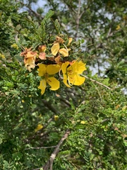 Senna auriculata