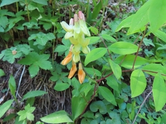 Lathyrus laevigatus
