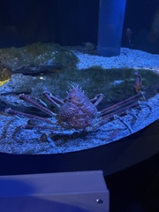 Macrocheira kaempferi