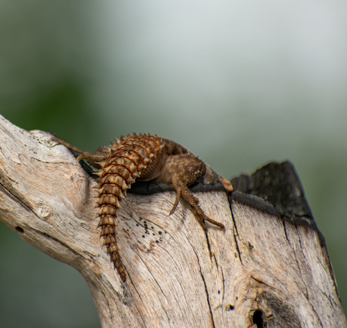 Yucatán Spiny-tailed Iguana