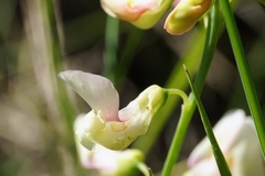 Lathyrus pannonicus