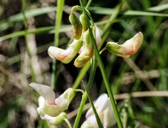 Lathyrus pannonicus