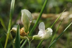 Lathyrus pannonicus