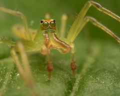Lyssomanes viridis