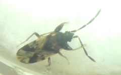 Scolopostethus