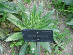 Echium boissieri
