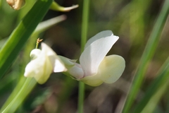Lathyrus pannonicus