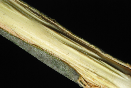 Rusty Willow