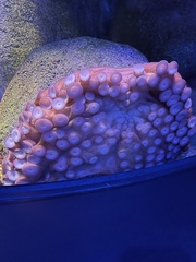 Enteroctopus