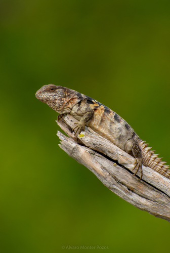 Yucatán Spiny-tailed Iguana