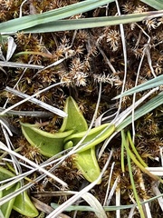 Pinguicula