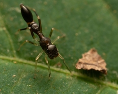 Synemosyna formica