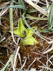 Pinguicula