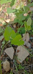 Aristolochia paucinervis