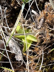 Pinguicula