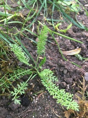 Achillea millefolium