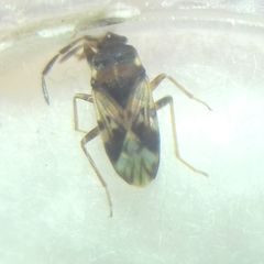 Scolopostethus