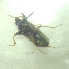 Scolopostethus