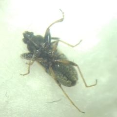 Scolopostethus