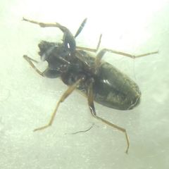 Scolopostethus