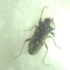Scolopostethus