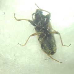 Scolopostethus