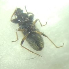 Scolopostethus