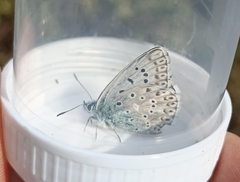 Polyommatus hispana