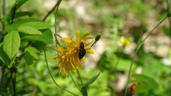 Acmaeodera ornata