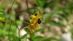 Acmaeodera ornata